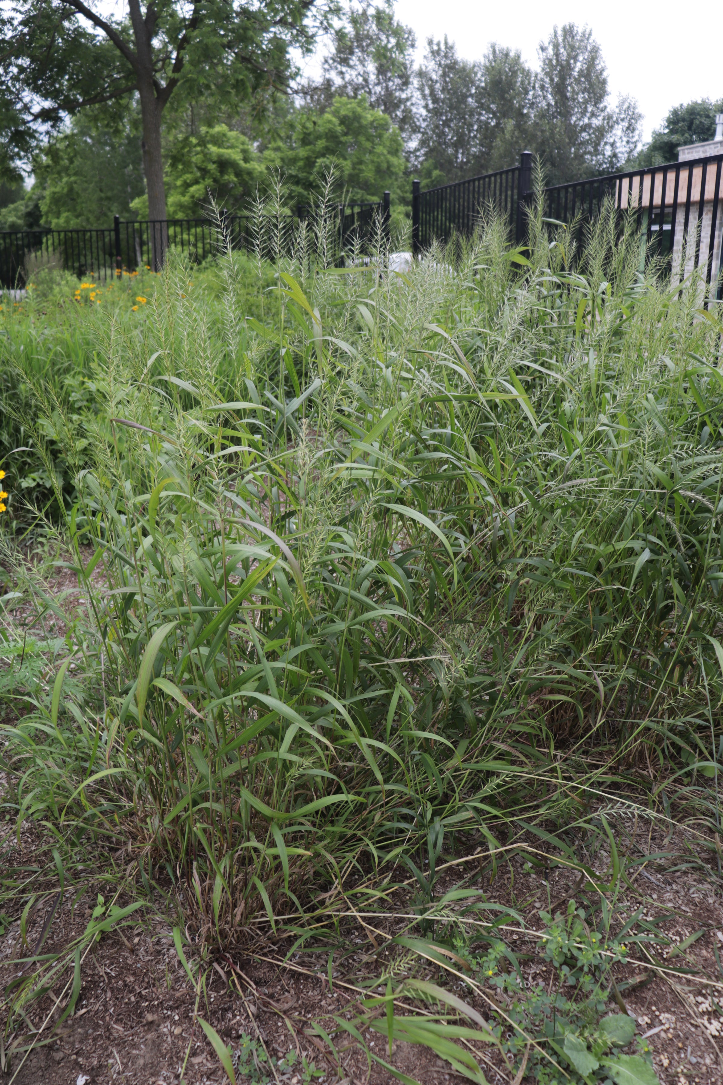 Elymus hystrix - Bottlebrush Grass - 3.5